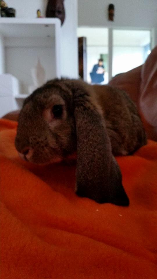 Kanin Stampe billede 1