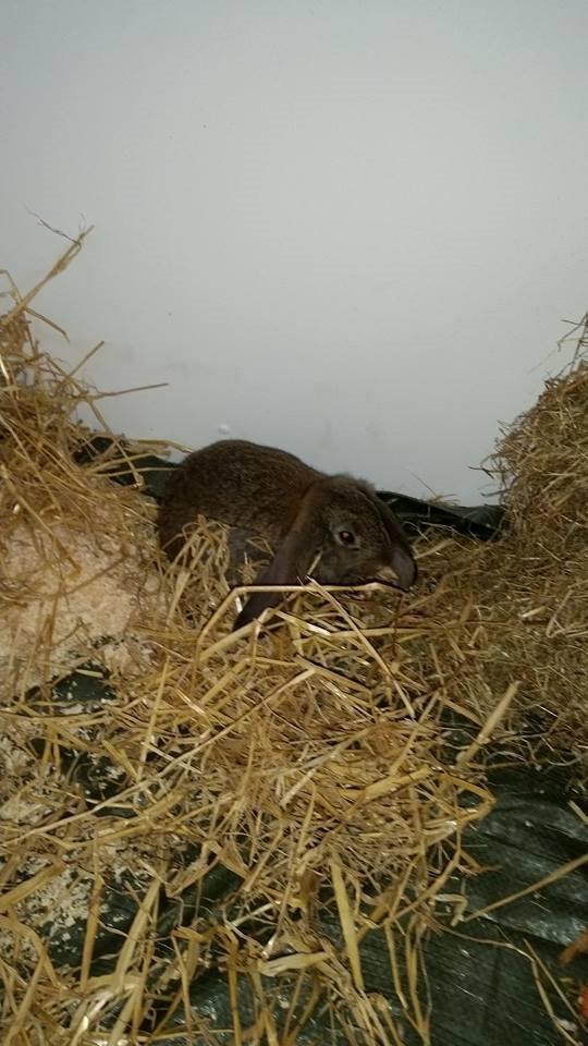 Kanin Stampe billede 17