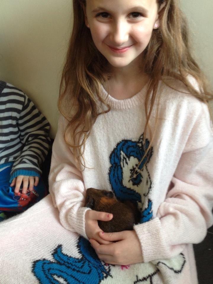 Marsvin Dronning Elsa billede 3