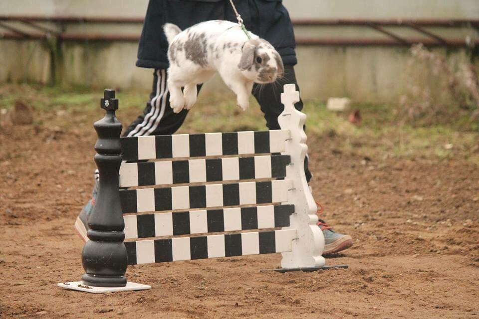 Kanin Dolls Inpavidus Herakles billede 17