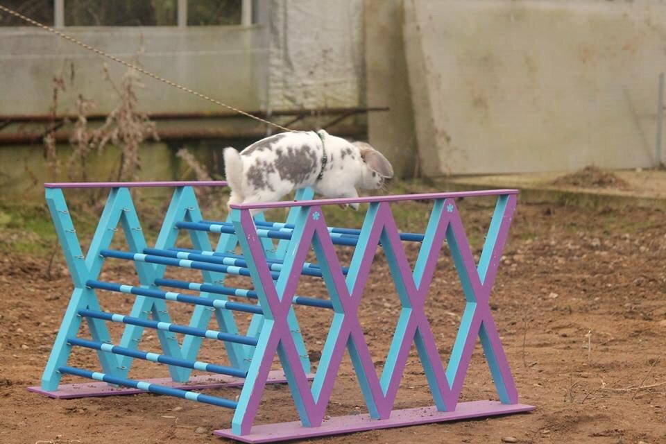 Kanin Dolls Inpavidus Herakles billede 21