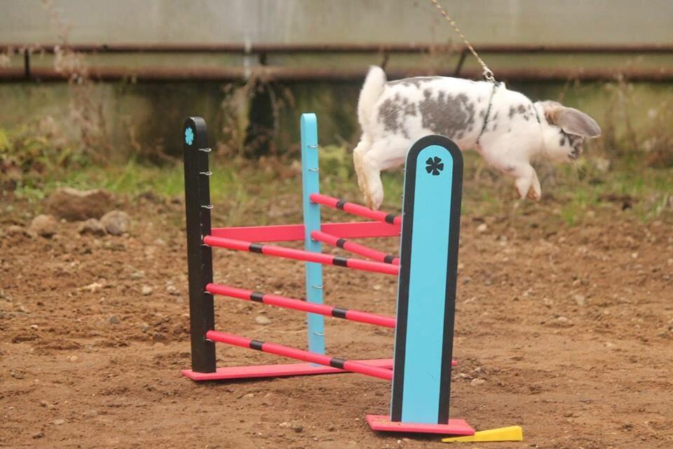 Kanin Dolls Inpavidus Herakles billede 19