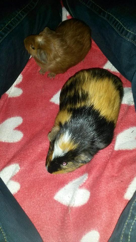 Marsvin The Minnow billede 19