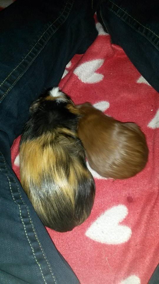 Marsvin The Minnow billede 21