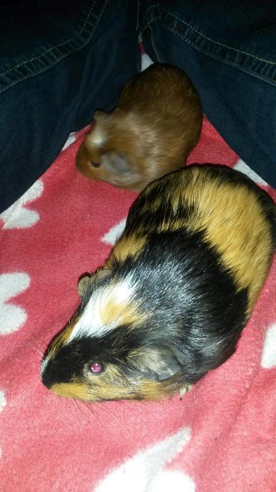 Marsvin The Minnow billede 22