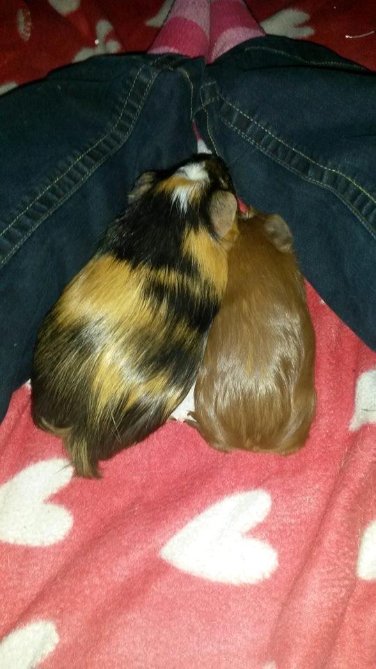 Marsvin The Minnow billede 20