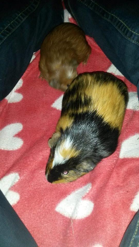 Marsvin The Minnow billede 24