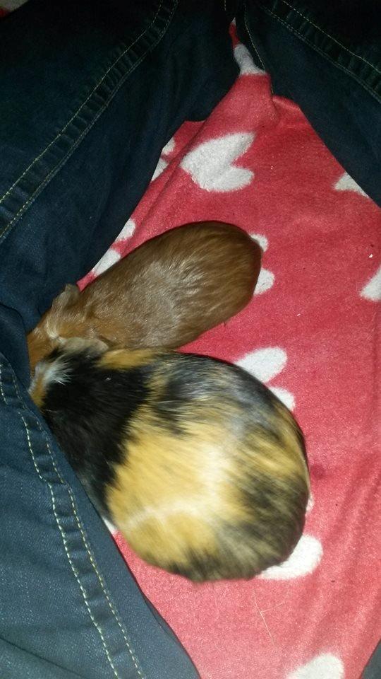 Marsvin The Minnow billede 23