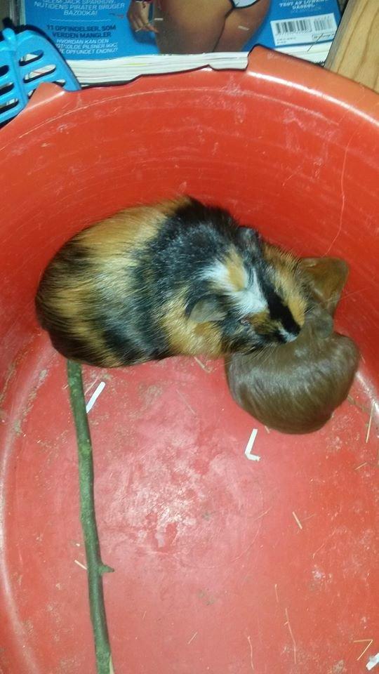 Marsvin The Minnow billede 25