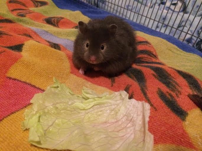 Hamster Pjuske billede 2