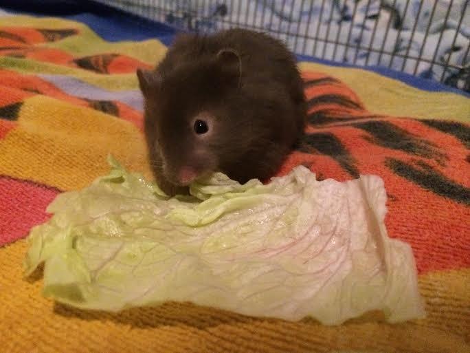 Hamster Pjuske billede 3