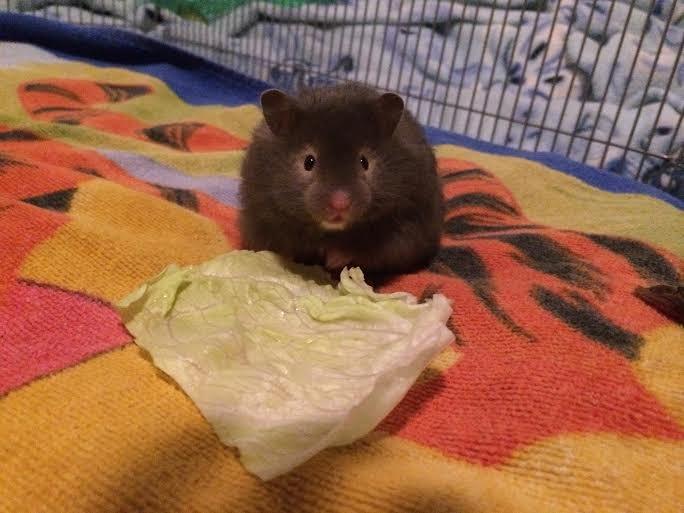 Hamster Pjuske billede 4