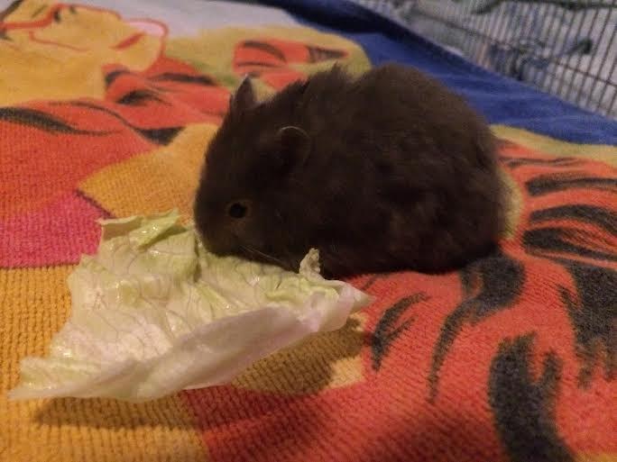 Hamster Pjuske billede 5