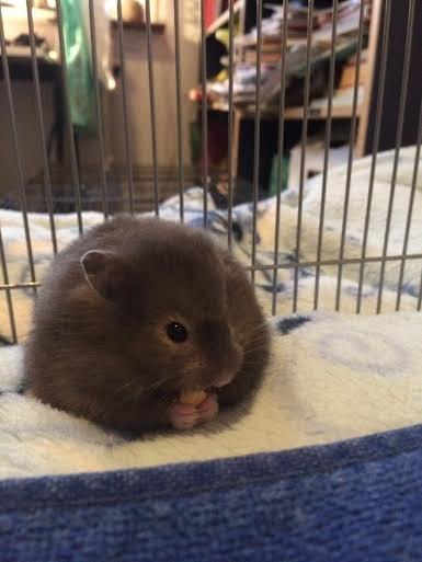 Hamster Pjuske billede 1