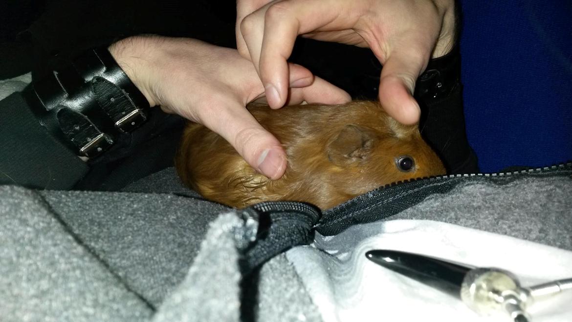 Marsvin Caro DingleHopper billede 39