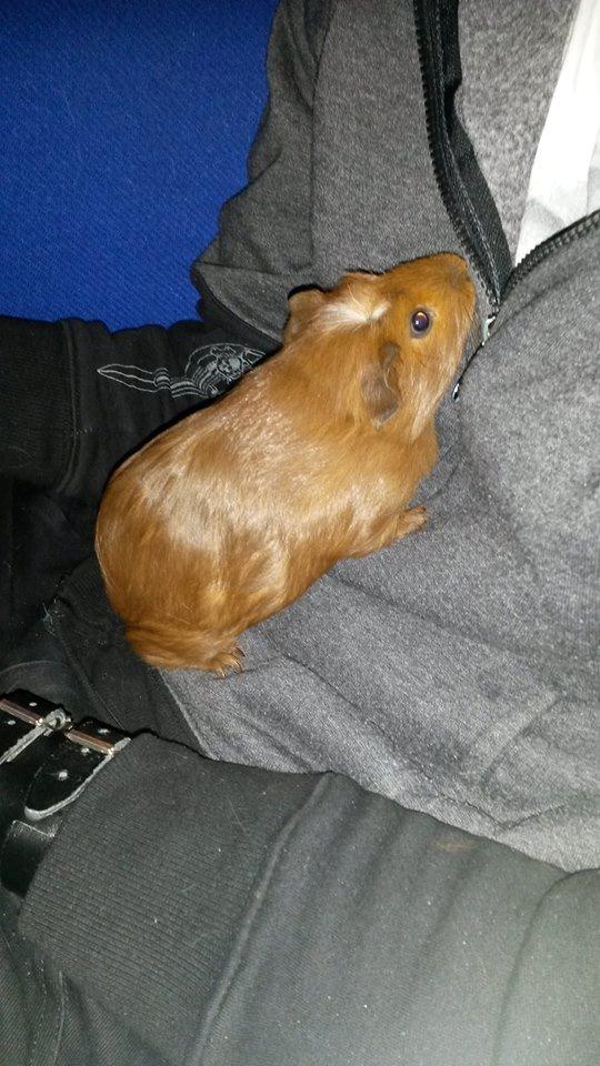 Marsvin Caro DingleHopper billede 41