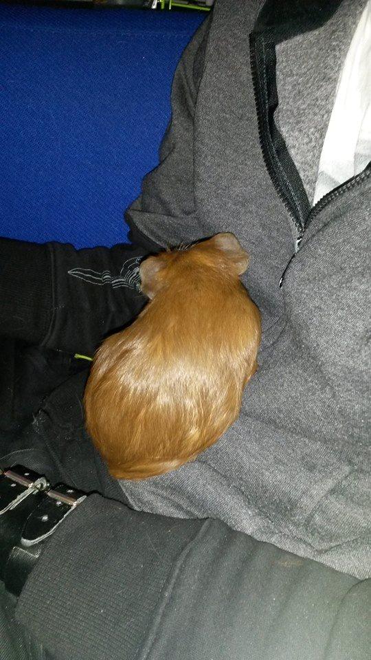 Marsvin Caro DingleHopper billede 42