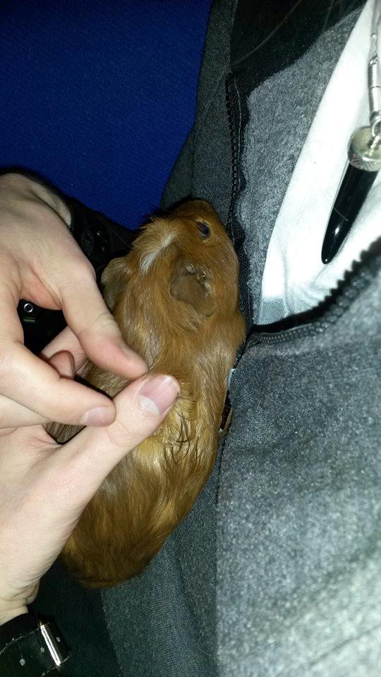 Marsvin Caro DingleHopper billede 43