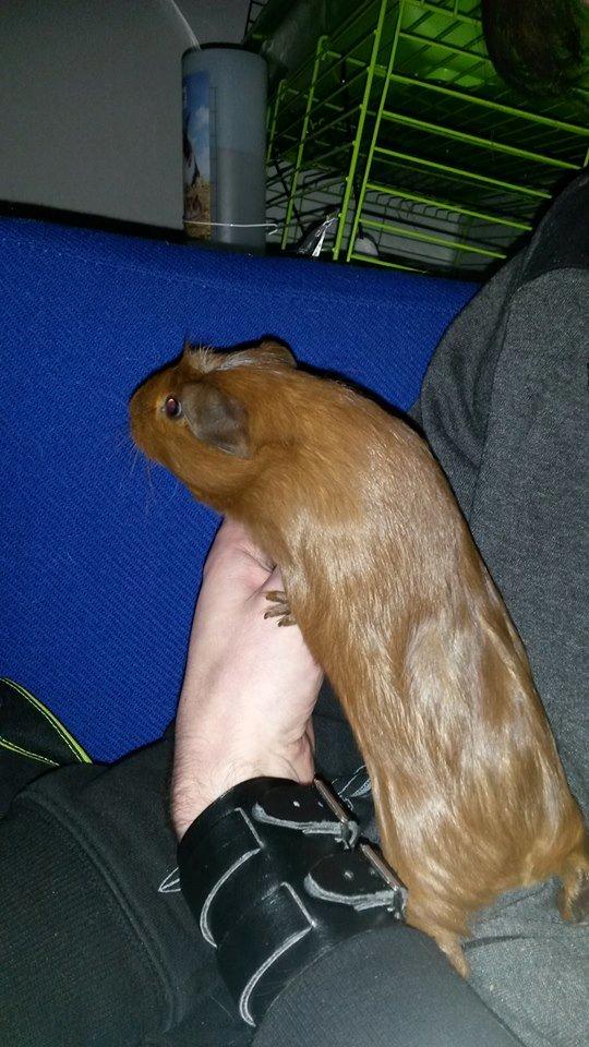 Marsvin Caro DingleHopper billede 18