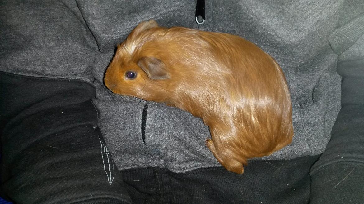 Marsvin Caro DingleHopper billede 40