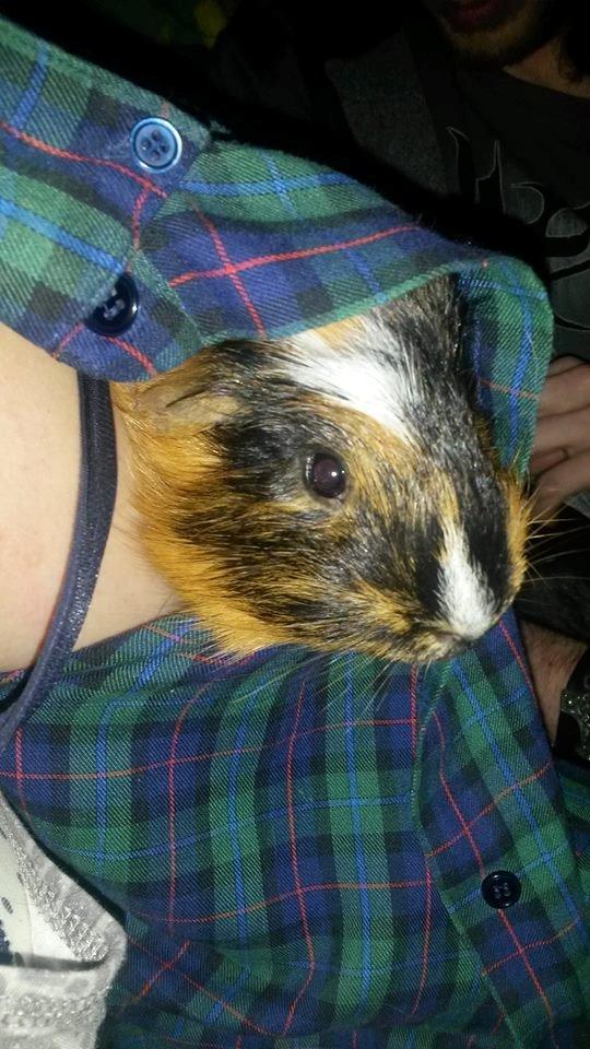 Marsvin The Minnow billede 2