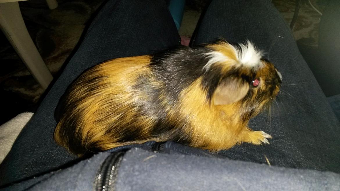 Marsvin The Minnow billede 11