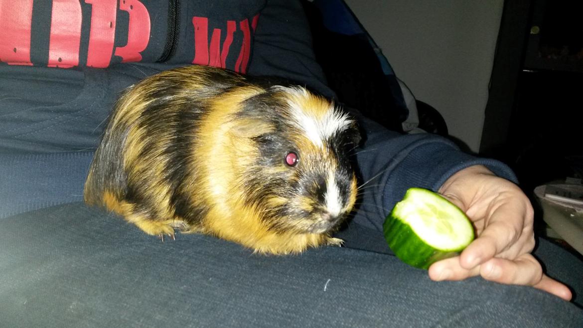 Marsvin The Minnow billede 12