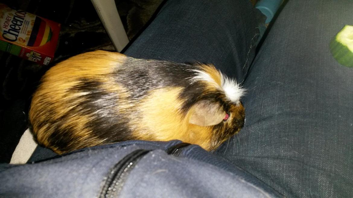 Marsvin The Minnow billede 26