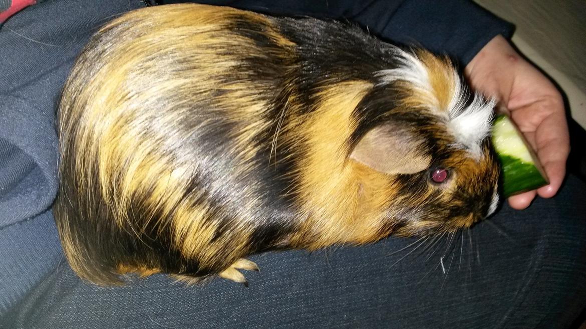 Marsvin The Minnow billede 27