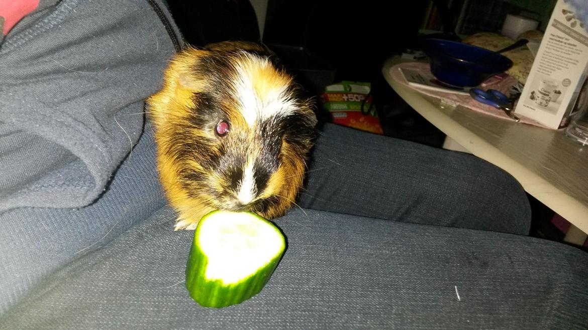 Marsvin The Minnow billede 28