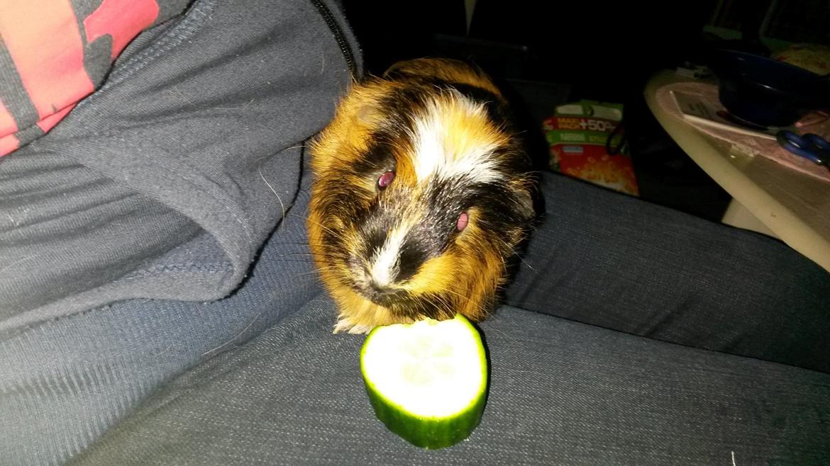 Marsvin The Minnow billede 29