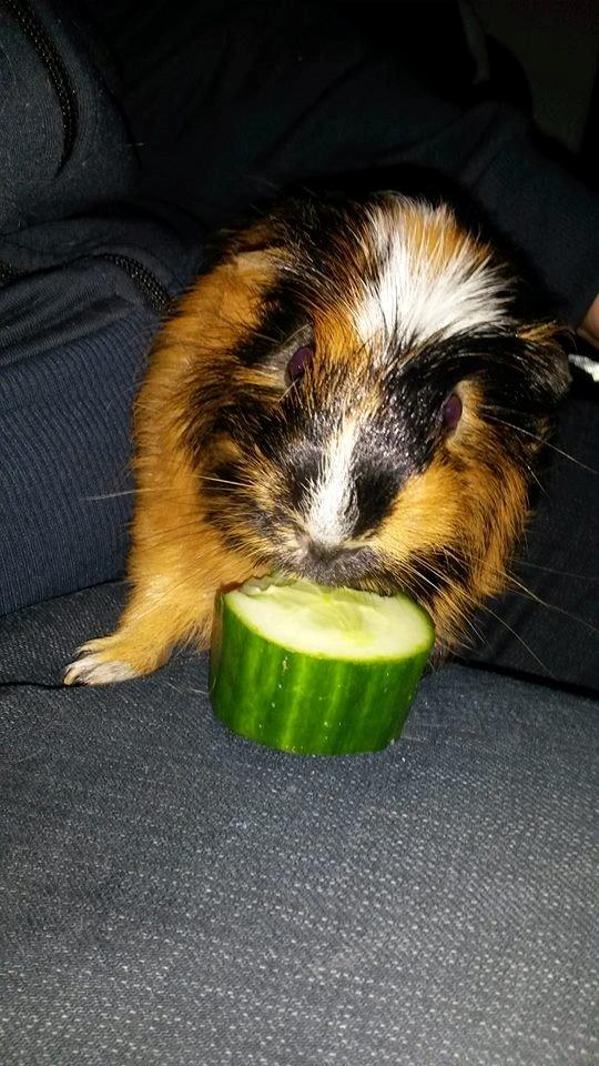 Marsvin The Minnow billede 10