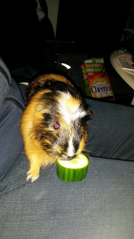 Marsvin The Minnow billede 13