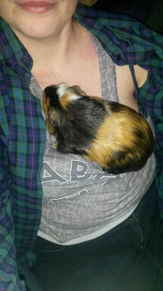 Marsvin The Minnow billede 30