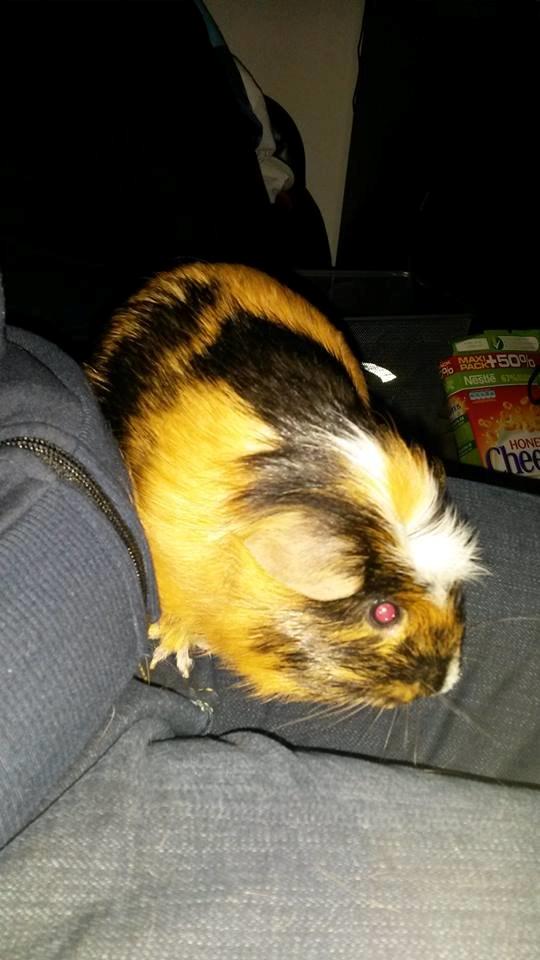 Marsvin The Minnow billede 31