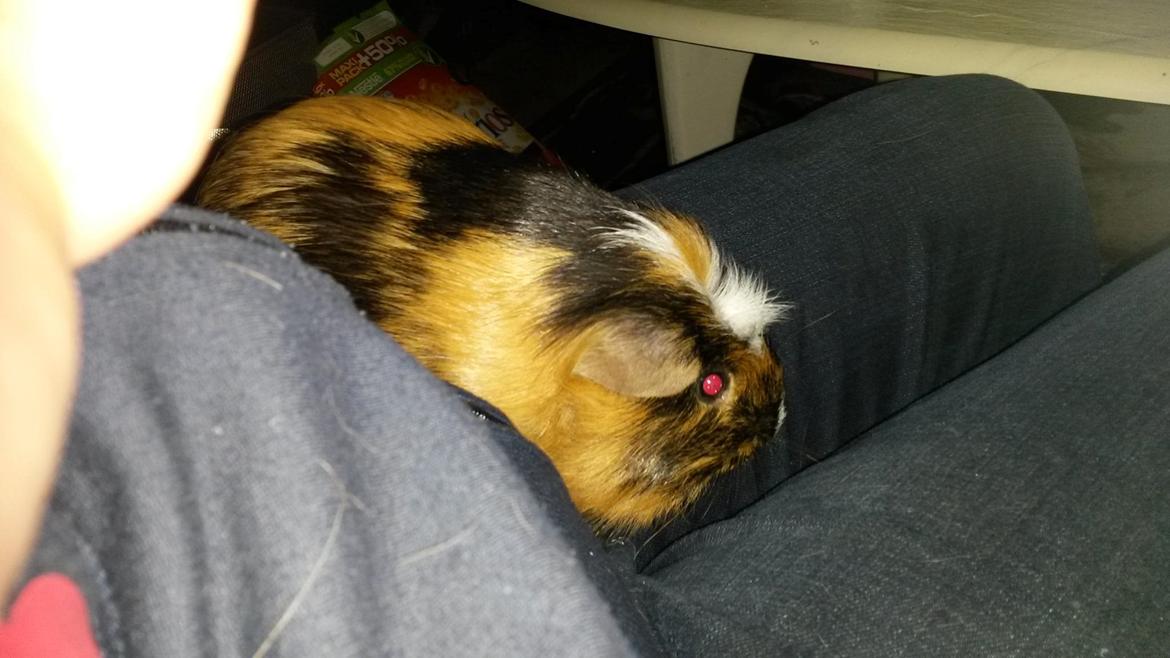 Marsvin The Minnow billede 32