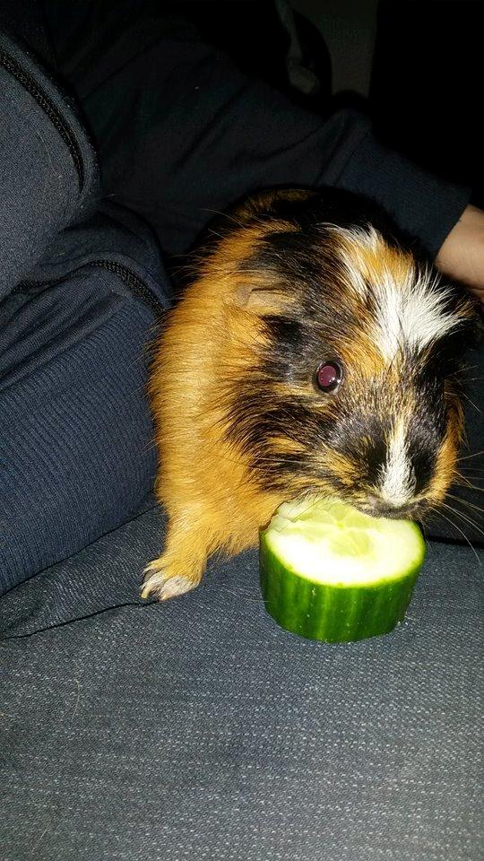 Marsvin The Minnow billede 9