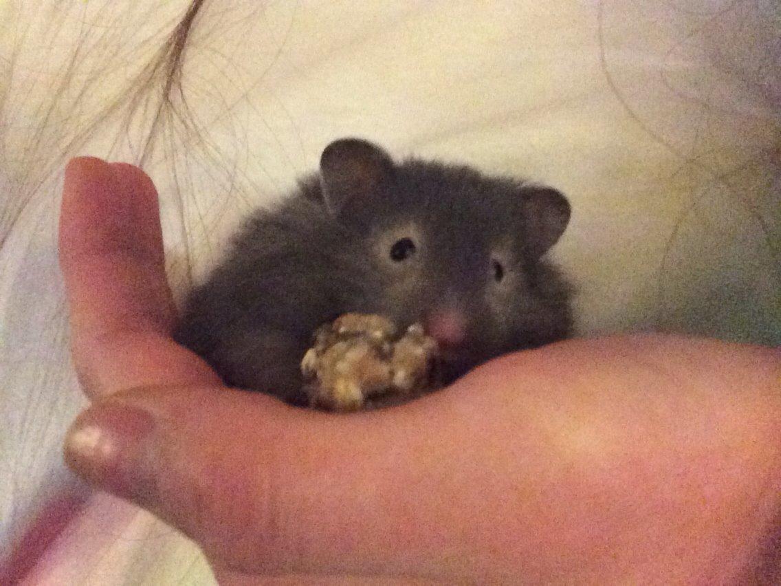 Hamster Pjuske billede 6