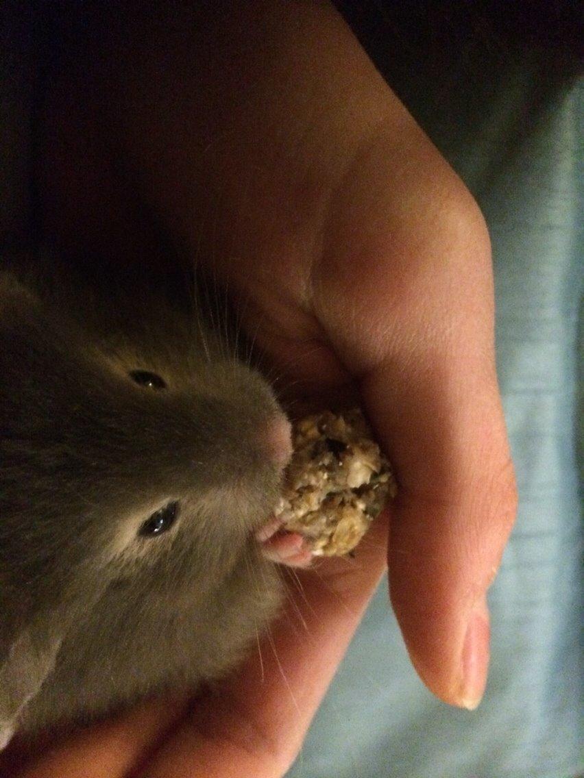 Hamster Pjuske billede 7