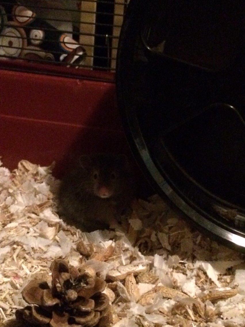 Hamster Pjuske billede 8