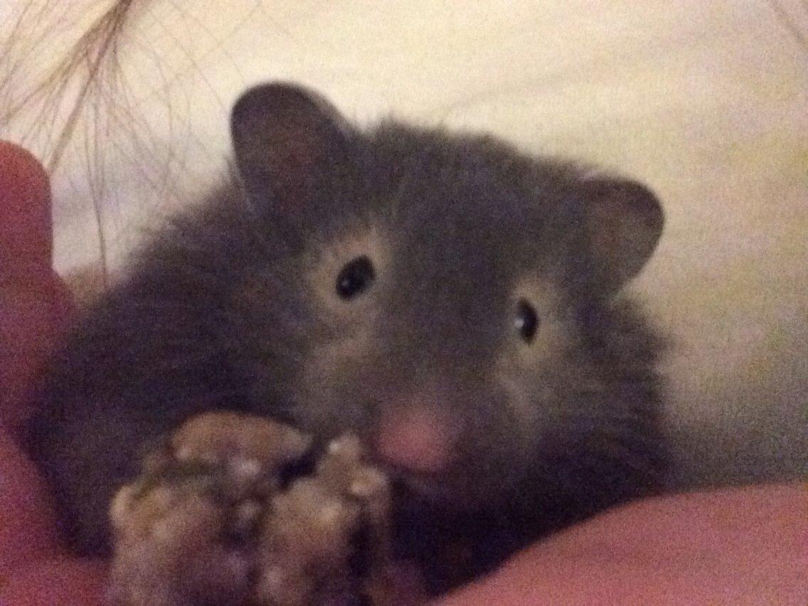 Hamster Pjuske billede 9