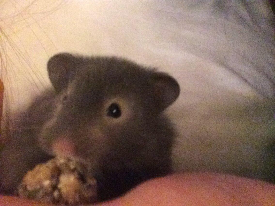 Hamster Pjuske billede 10