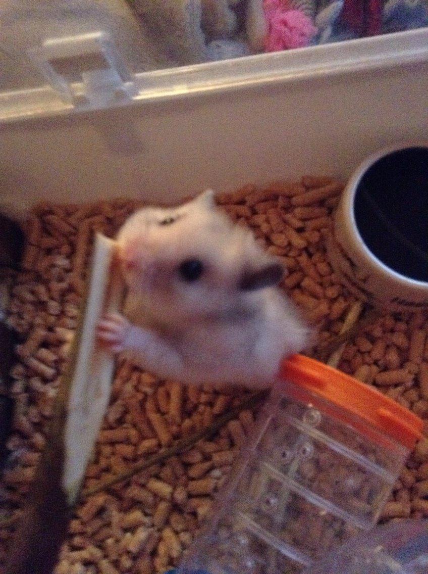 Hamster Lillesøster billede 3