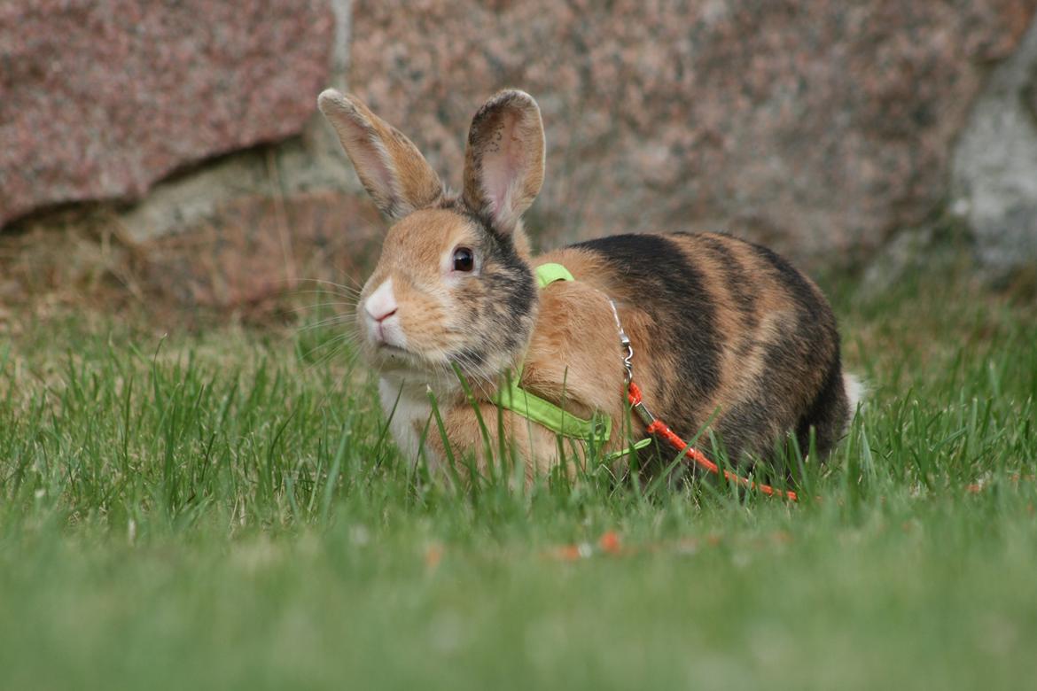 Kanin Players Nivalis af Flora billede 18