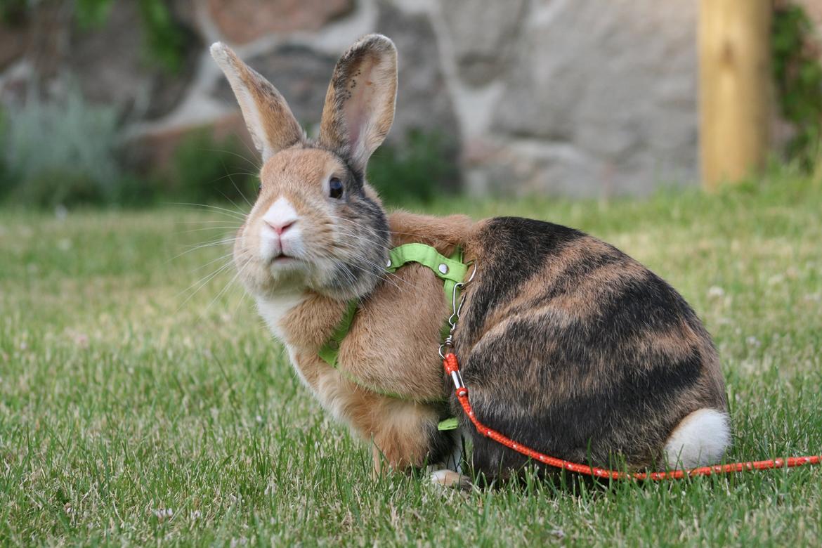 Kanin Players Nivalis af Flora billede 19