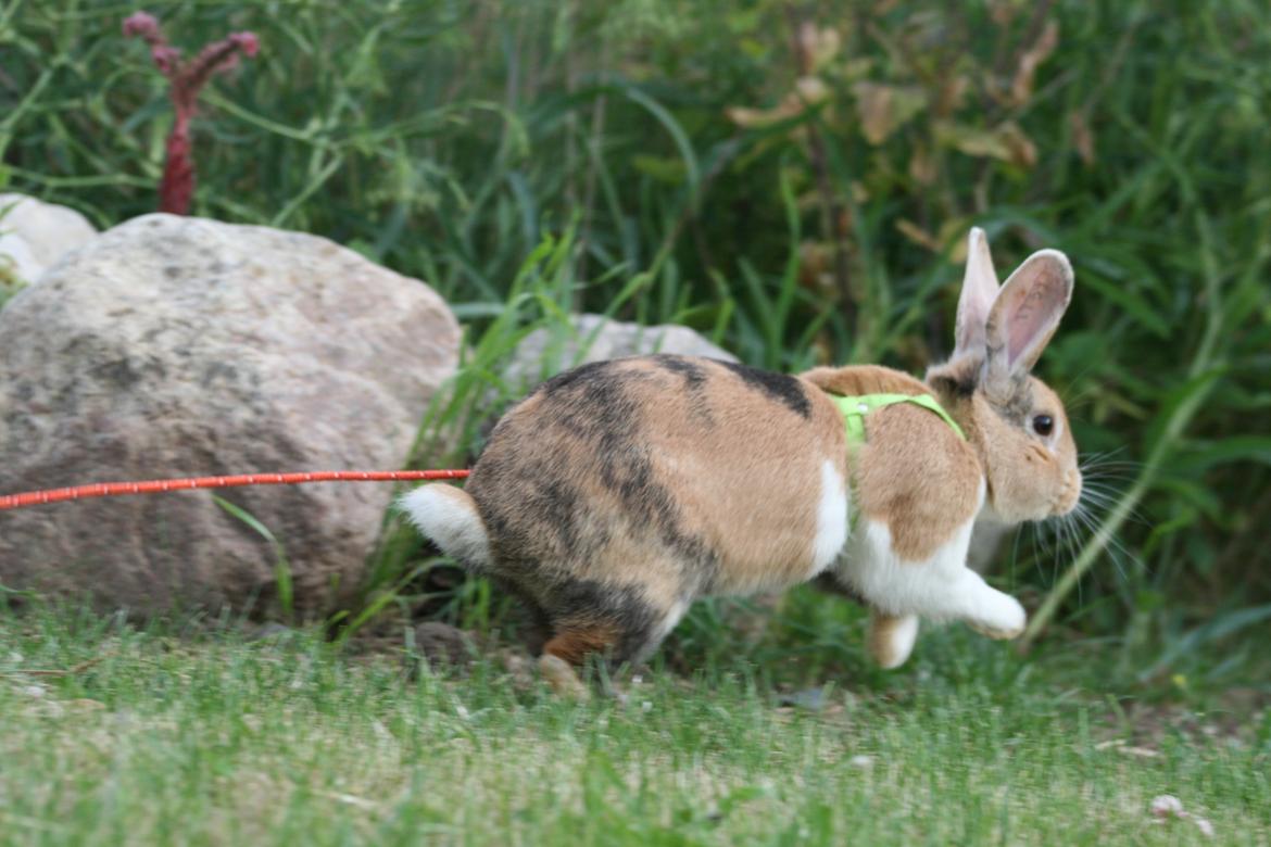 Kanin Players Nivalis af Flora billede 21