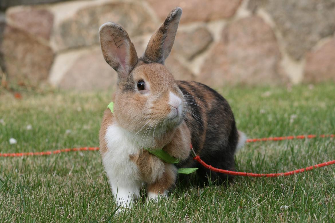 Kanin Players Nivalis af Flora billede 1