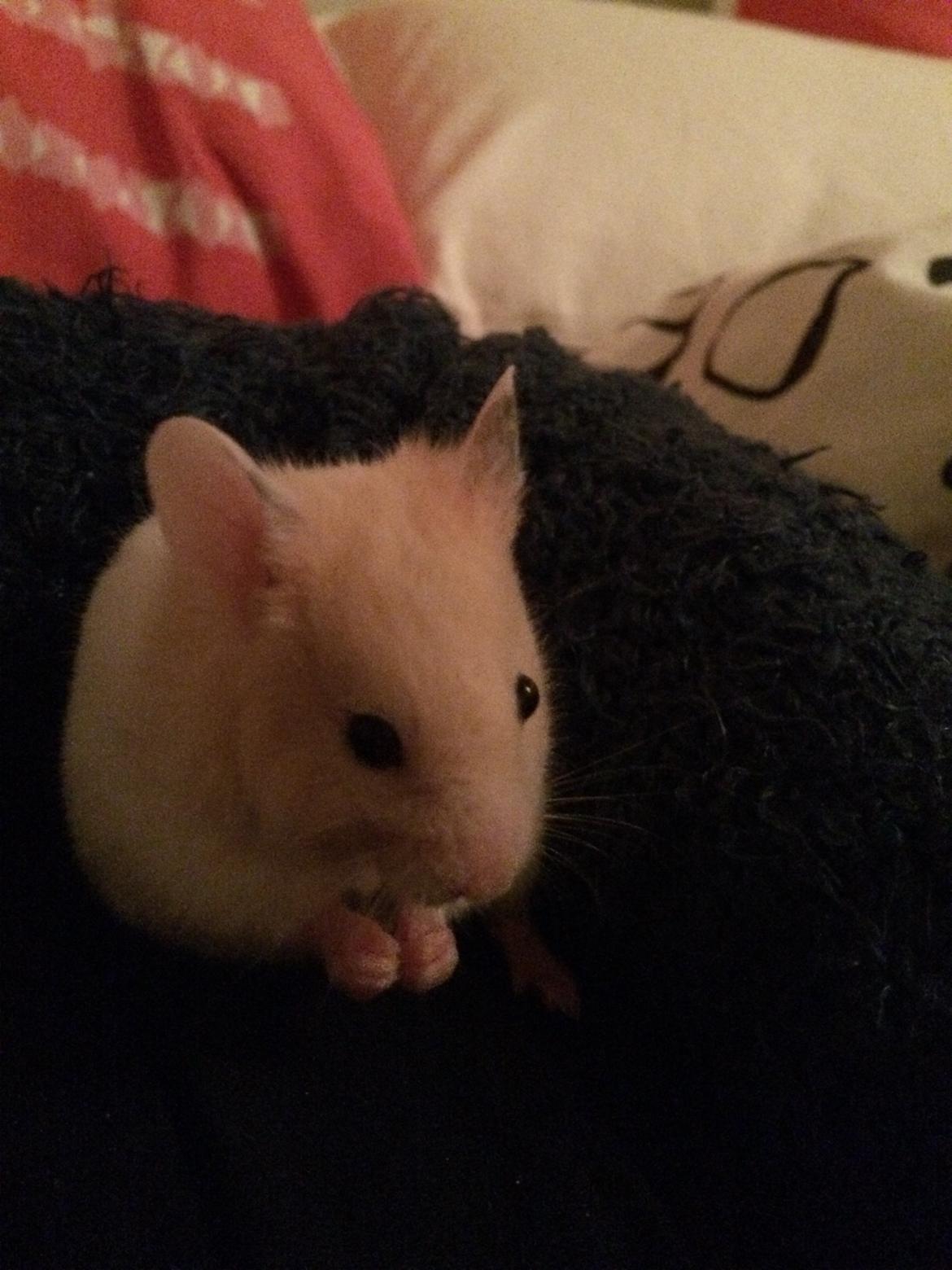 Hamster Sweetie billede 1