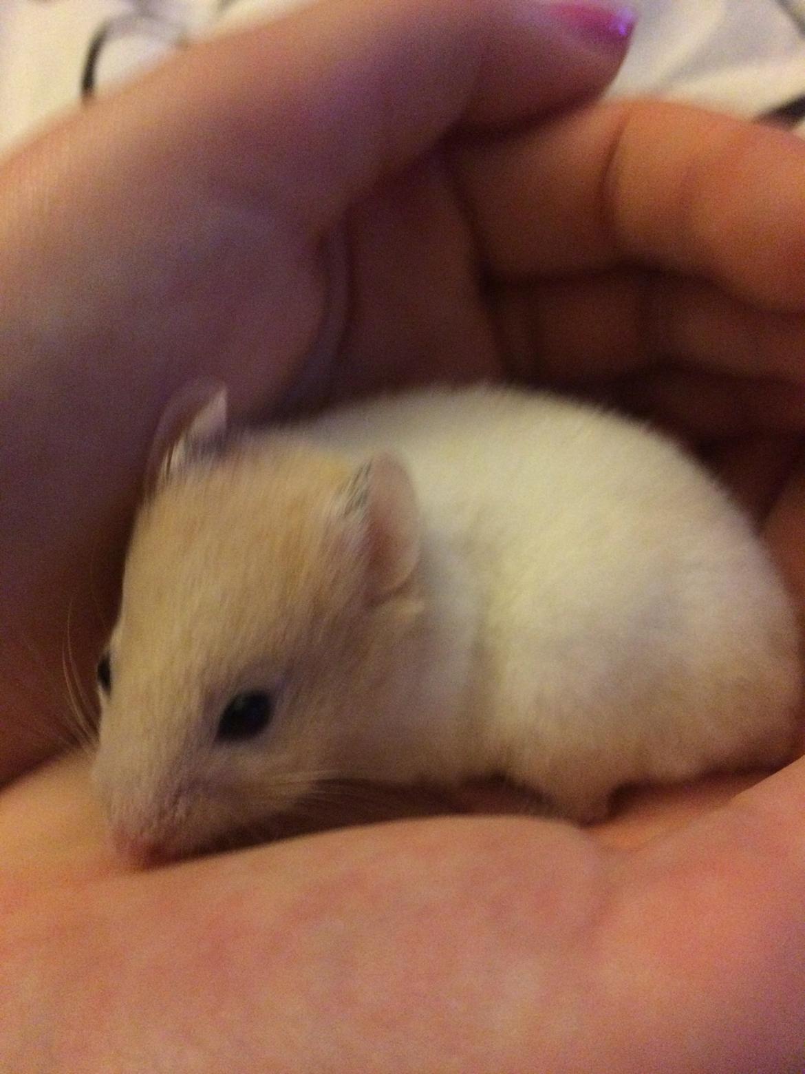 Hamster Sweetie billede 5