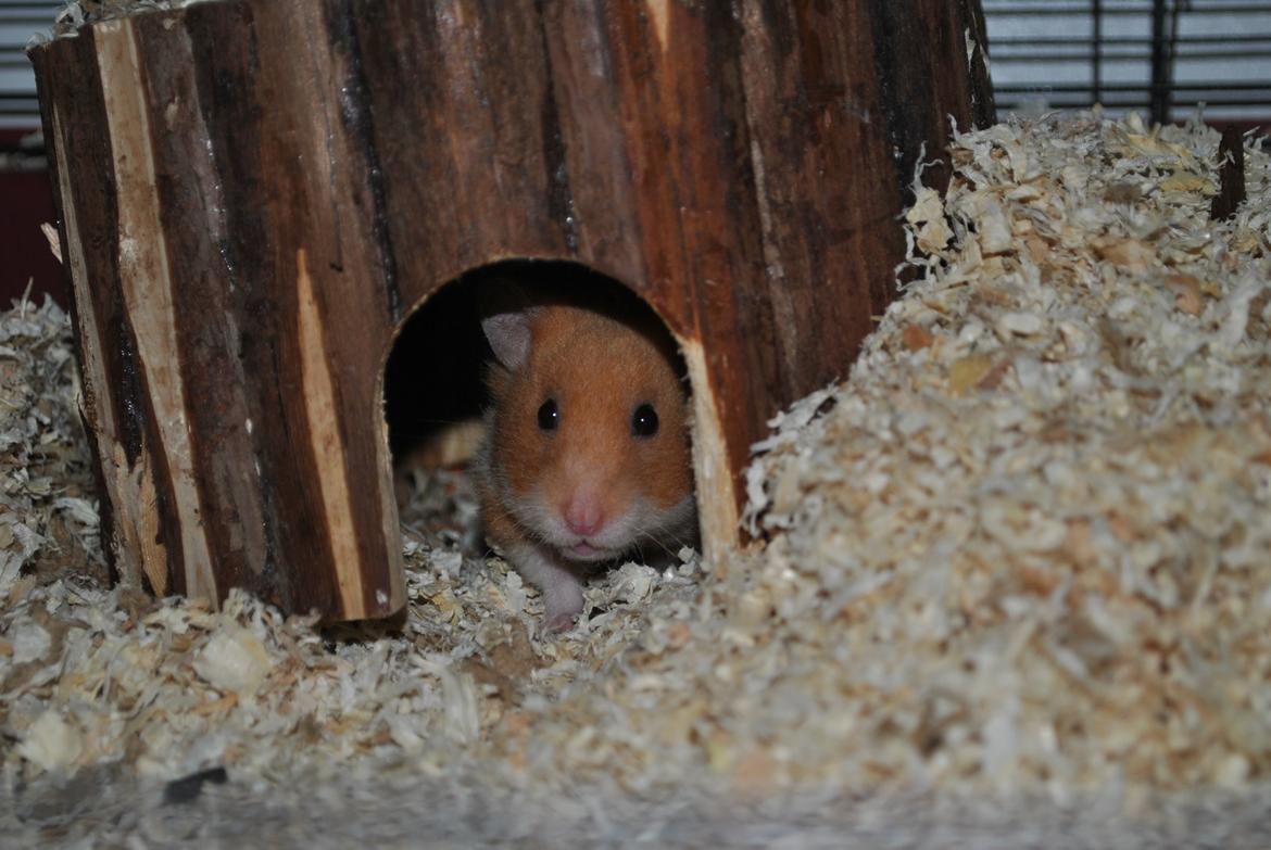 Hamster Sally billede 1